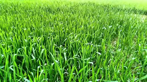 Natural scenery Of Indian Grass field - Best For farmers 10