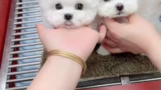 cute animals