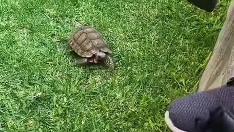 Not All Tortoises Are Friendly