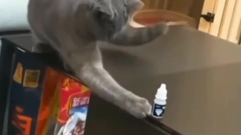 "Hilarious Cat Compilation: Try Not to Laugh Challenge!"