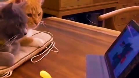 cat and dog funny videos