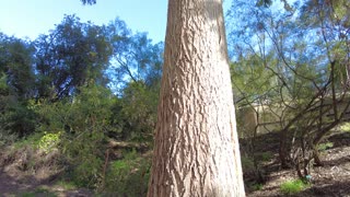 UCLA Mildred E. Mathias Botanical Garden (2-5-23)