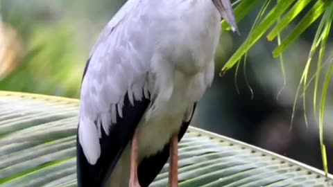 Indian Stork