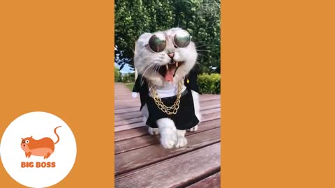 Cute Dogs and Cats | Funny Cats and Dogs Videos Compilation 2019 | Cute Is Not Enough