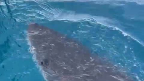 Great White shark checking us out