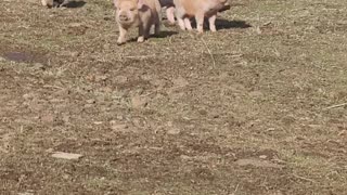 KuneKune Mix piglets playing