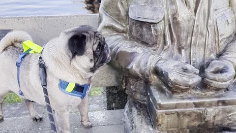 Pug Perplexed by Stoic Statue