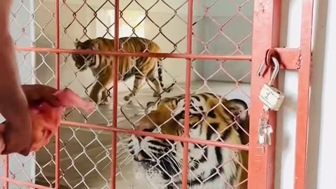 Tiger feeding