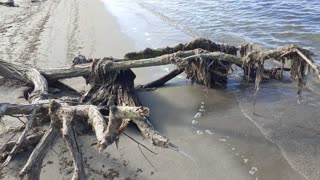 Finding wood on the way walking on the shoreline 🌊