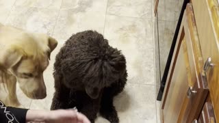 Training puppy to get her teeth brushed.