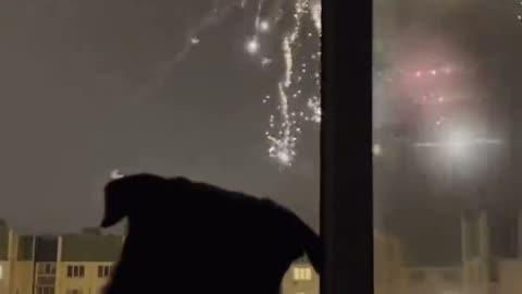 Funny animals, rotty loves to watch the fireworks but wait til the end