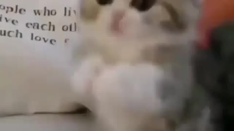 Cute Little Kitty 🐈 Want To Play | See how much she's 🥰🥰