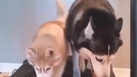 Funny Cute Dogs & Cat🤣😍