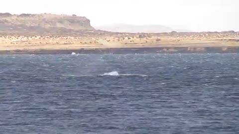 HUGE WHALE JUMPS VERY CLOSE TO BOAT