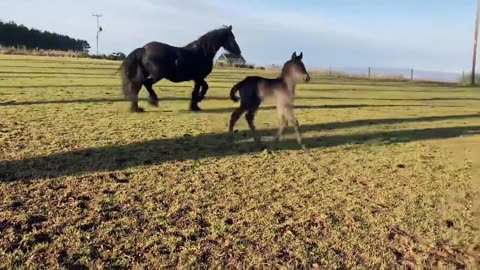 Bouncing little friesian horse