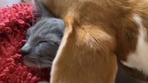 Cute Dog and Cat Sleeping Together 💙💙 #shorts