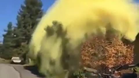 Pollen From Falling Tree