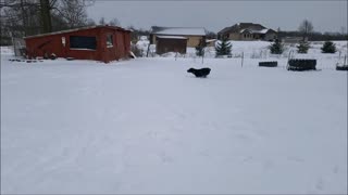 Marley In The Snow Having Fun