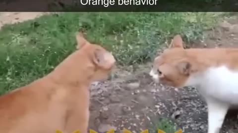 FUNNY VIRAL CAT MOMENT