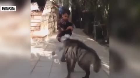 "Man Just Escapes Accident, Funny Cat and Dog Antics - Funniest Video Compilation"