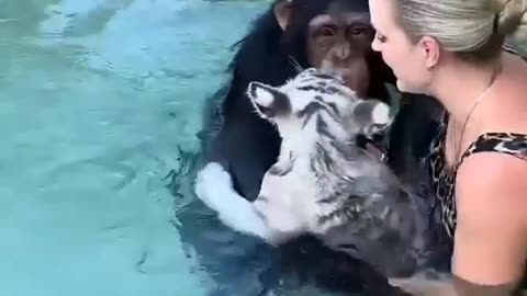 Gorilla Rescued Tiger Cubs #shorts #shortvideo #video #virals #videoviral