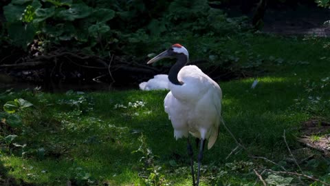 Bird crane red-crowned crane