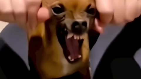 Dogs funny video