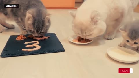 A precious kitten family celebrates mother cat Lulu's third birthday...