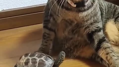 Skateboarding Turtle and the Cat
