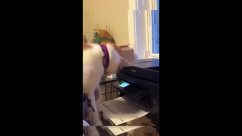 funny dog and cats