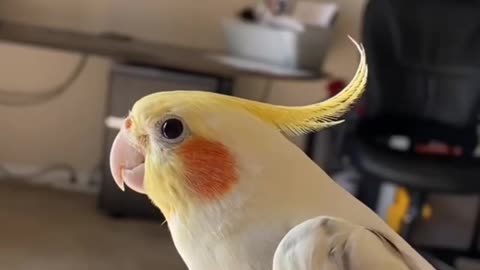 Cockatiel Singing and Talking Best Compilation