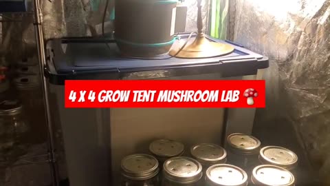 DIY mushroom 4 x 4 tent check