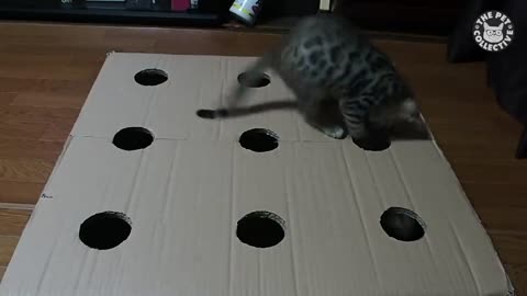 Funny Kittens Video