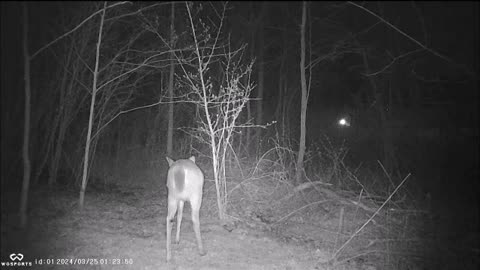 Backyard Trail Cams - Yearling Twins Deer After Dark