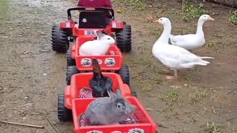 The little boy took the chickens and rabbits into his battery-powered car,