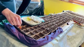 Planting Organite charged seeds indoors