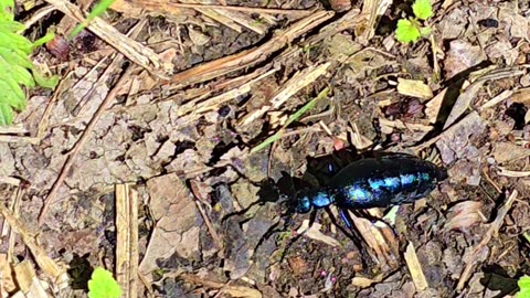 Very nice black blue oil beetle / beautiful insect in the forest.
