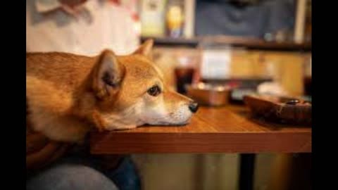 Shiba Inu Dog