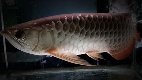 Various types of arowana fish that can be collected