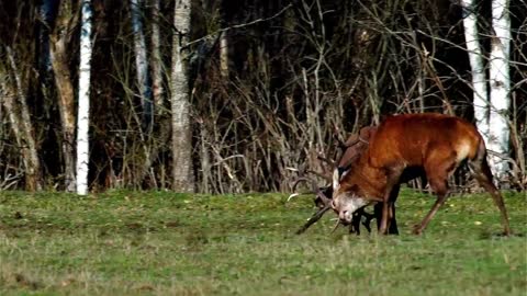 Red Deer | 4K | Fight | Animals |__Apex___