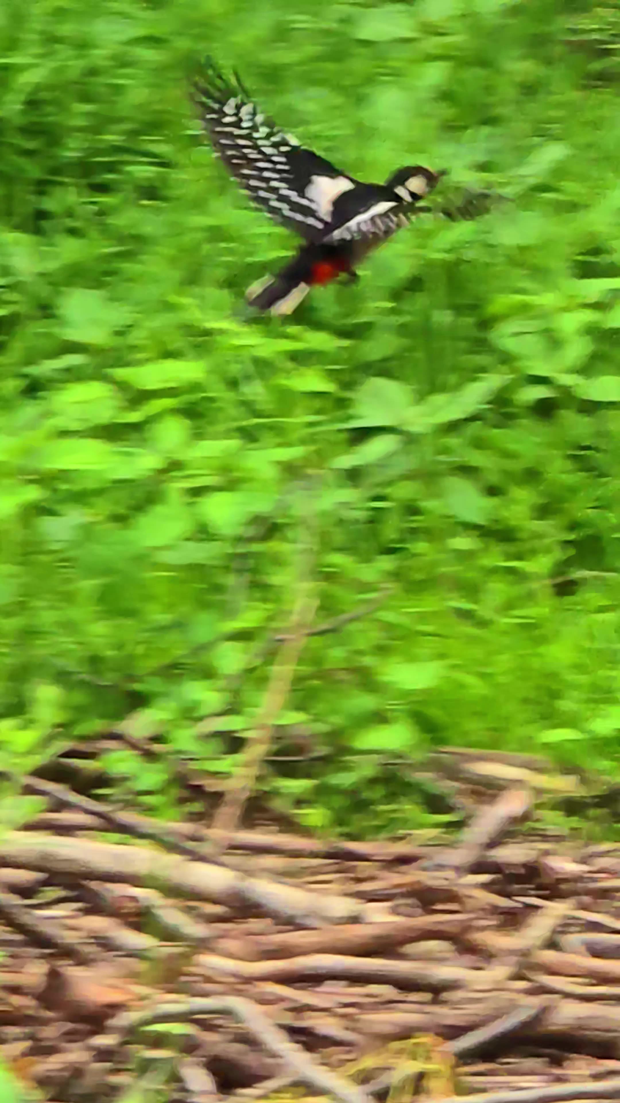A woodpecker flying towards a tree in slow motion/beautiful great spotted woodpecker.