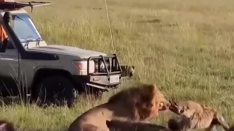 Lion king attacked by 30 hyenas!! See fight who wins