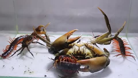 Cua bố Cua Con Rết chúa - Daddy crab Baby crab Centypede