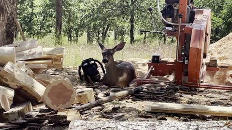 There is a Deer Snuggling With My Chainsaw Next to My Woodmizer LT15 Sawmill