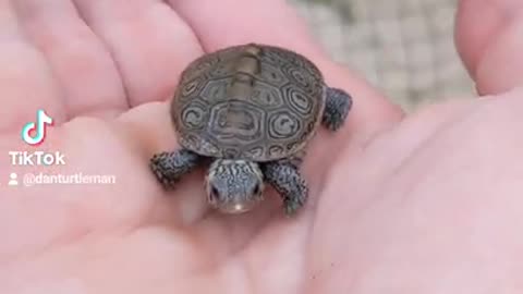 BABY TURTLE Found By My Pond! 🐢💚 #shorts