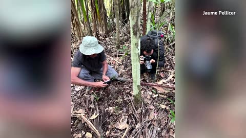 ‘Breaks all records’: world’s largest genome found in small fern