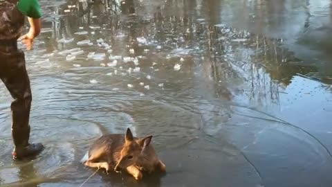 Kind Family Helps Baby Deer Stuck In Frozen Pond