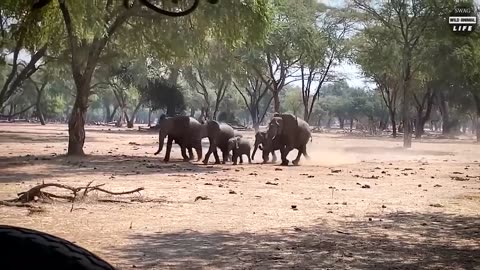 Pitiful ! Bloodthirsty Wild Dogs Attack Newborn Baby Elephants and What Happened Next?