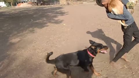 Dog fighting with two dogs | #dog #dogfight