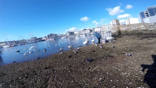 Sutton Harbour Plymouth. Lady feeding the Mute Swans her daily routine 2021